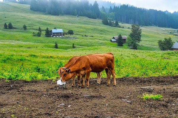 Les secteurs d'activité et les entreprises qui stimulent l'économie de la petite montagne
